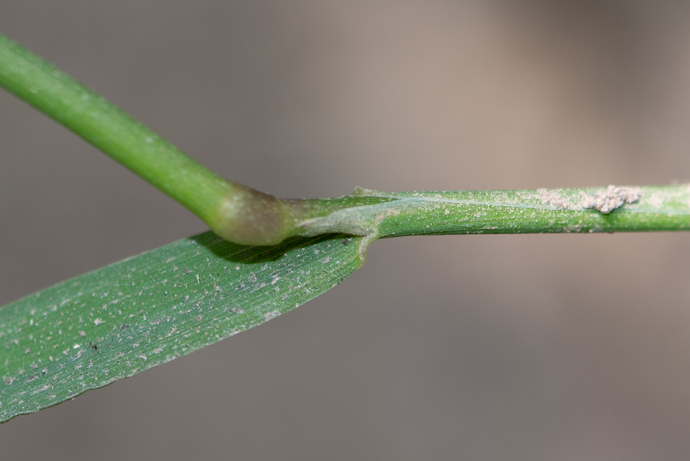 Изображение особи род Polypogon.