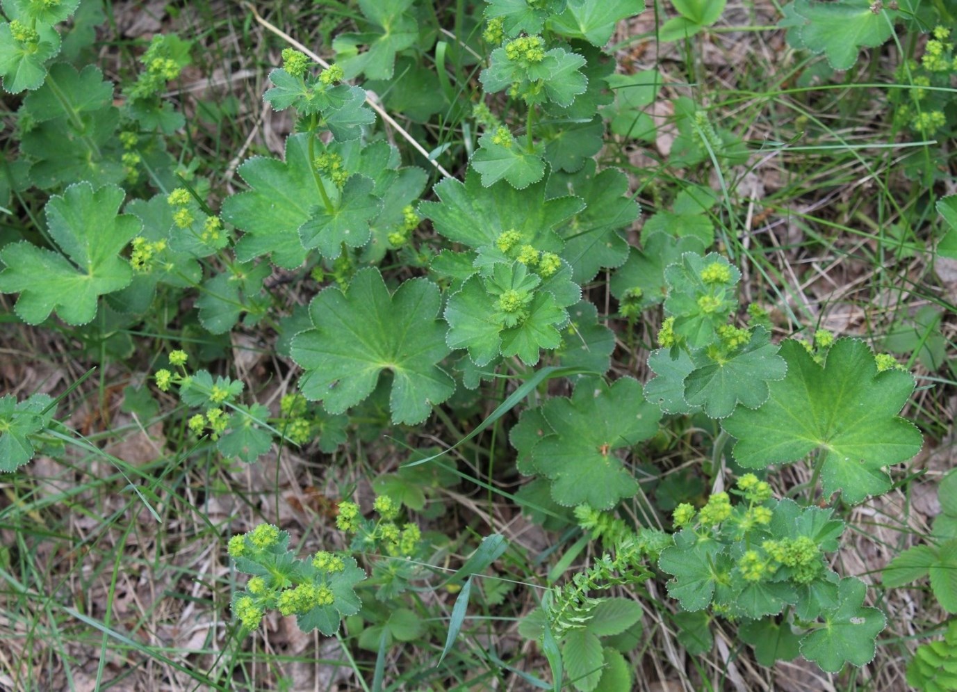 Image of Alchemilla exsculpta specimen.