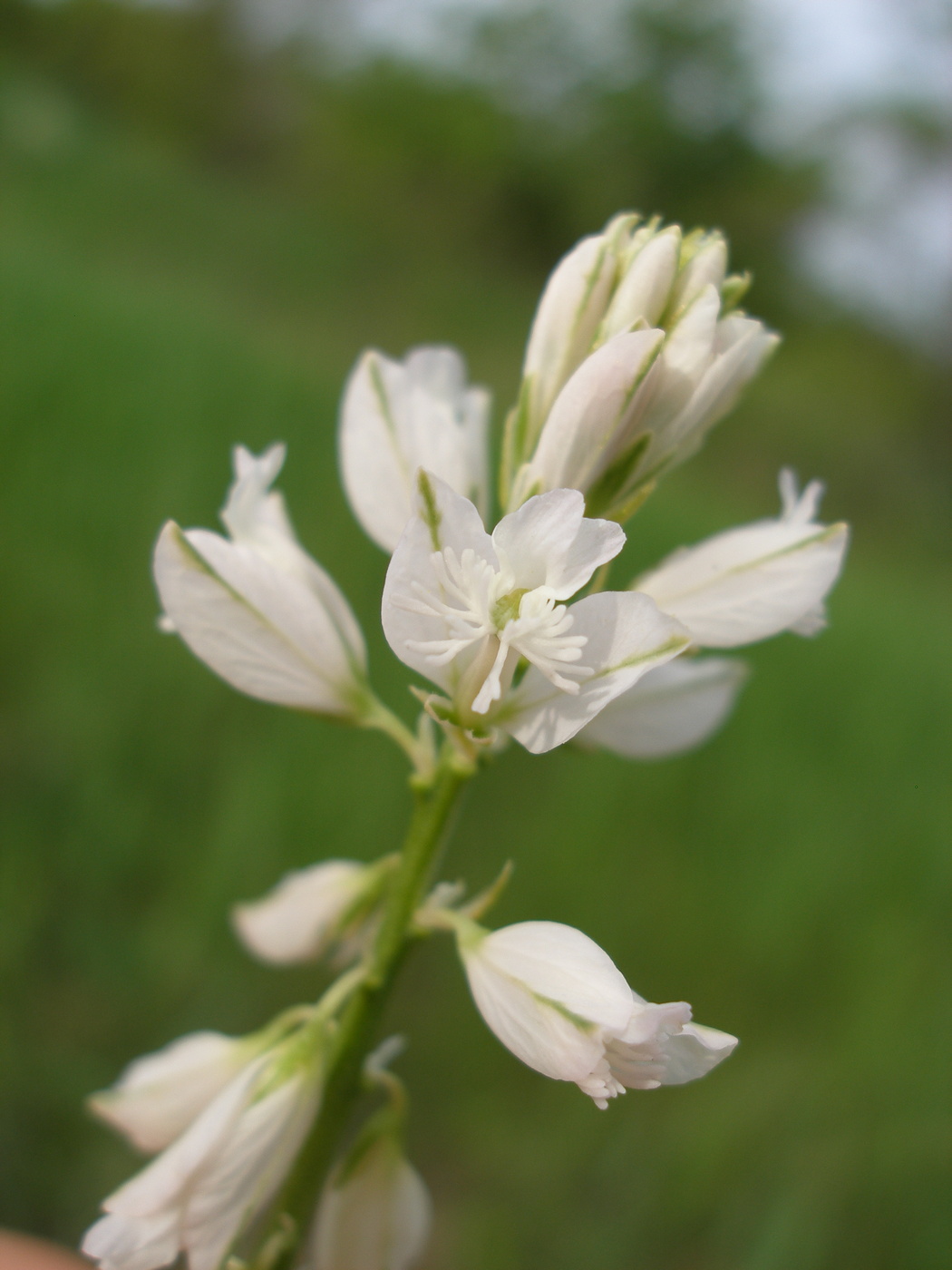 Изображение особи Polygala cretacea.