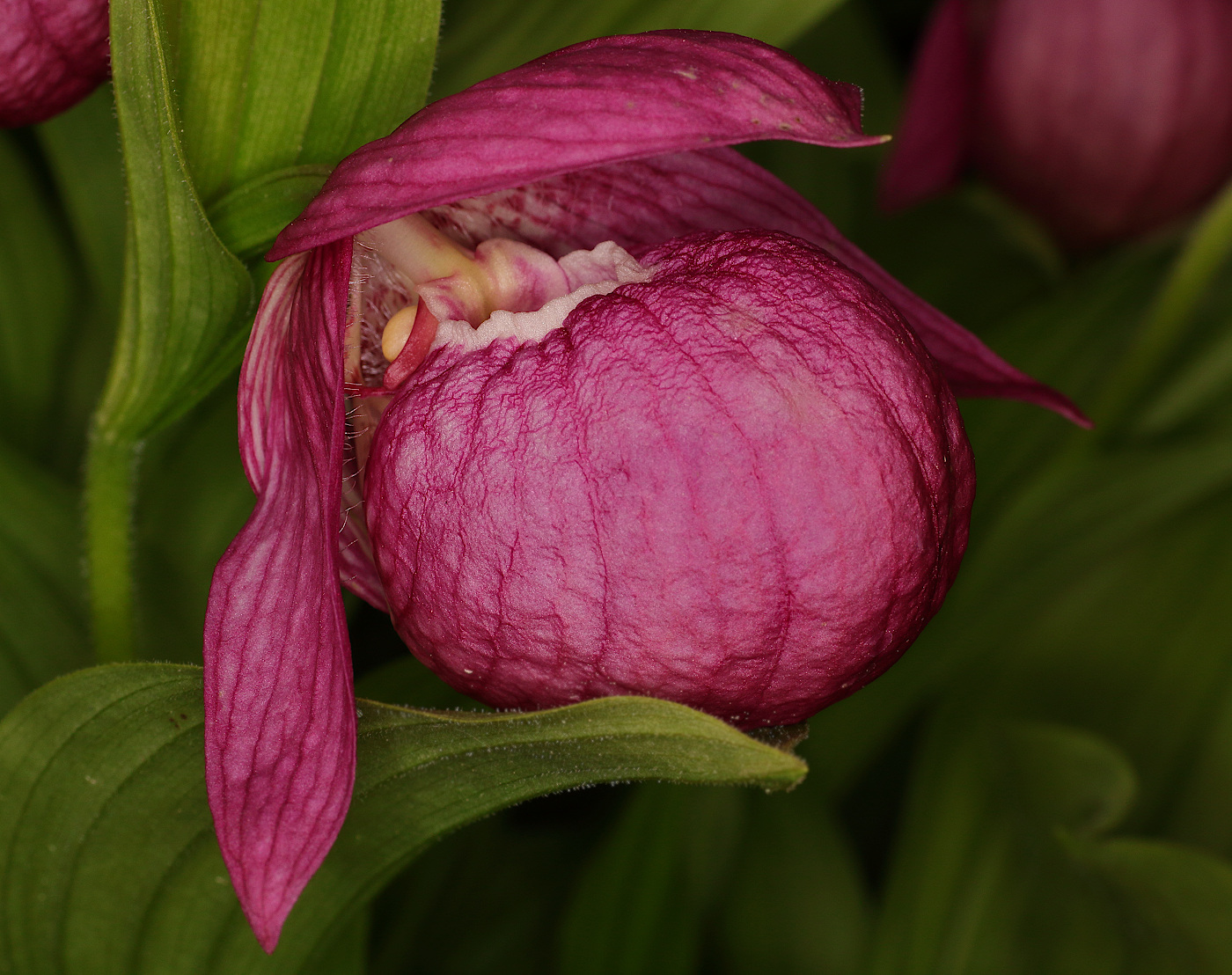 Изображение особи Cypripedium macranthos.