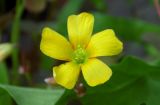 Oxalis corniculata. Цветок. Республика Адыгея, г. Майкоп, грядка клубники, сорное. 14.06.2020.