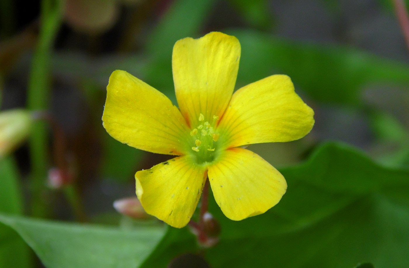 Изображение особи Oxalis corniculata.