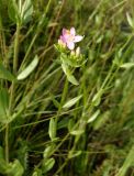 Centaurium erythraea