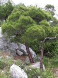 Pinus pityusa. Молодое дерево. Крым, ландшафтный заказник \"Мыс Айя\". Июнь 2004 г.