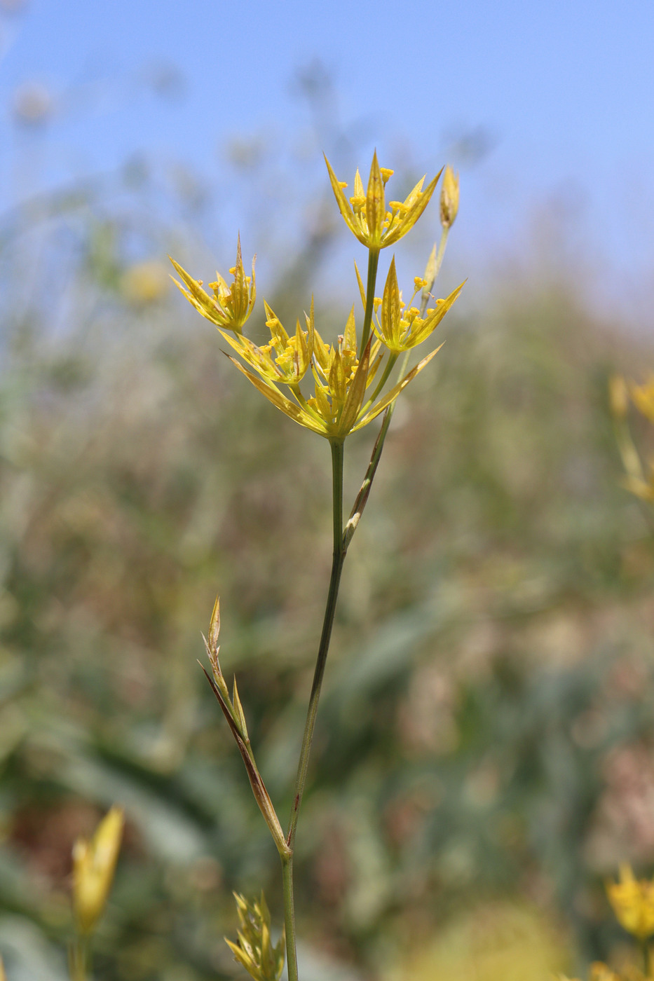 Изображение особи Bupleurum odontites.