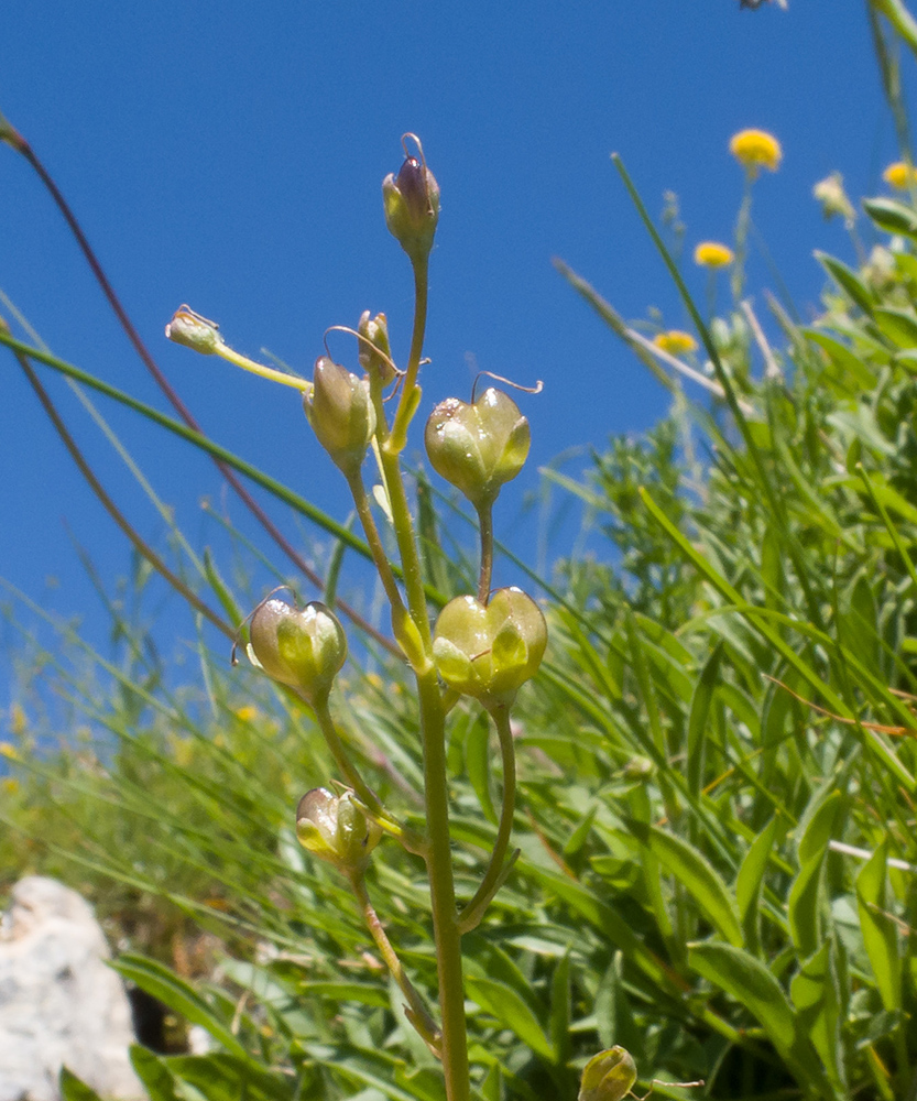 Image of Veronica gentianoides specimen.