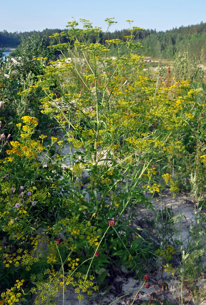 Image of Pastinaca sativa specimen.