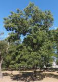 род Fraxinus