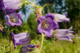 Campanula medium. Часть цветущего побега. Пермский край, пос. Юго-Камский, частное подворье. 8 июля 2020 г.