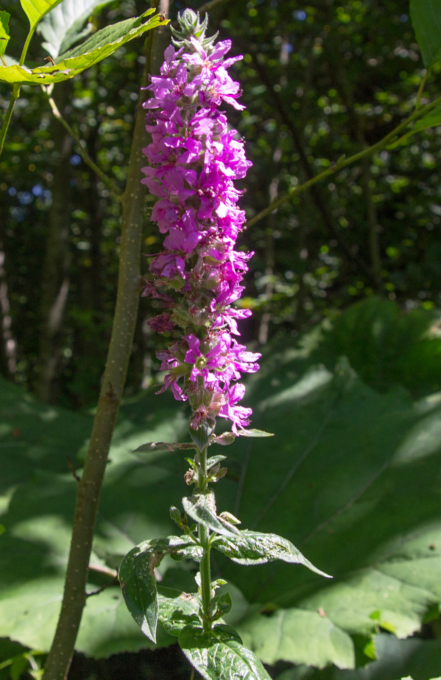 Изображение особи Lythrum tomentosum.