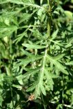 Artemisia vulgaris. Лист. Узбекистан, г. Ташкент, Ботанический сад им. Ф.Н. Русанова. 01.09.2010.