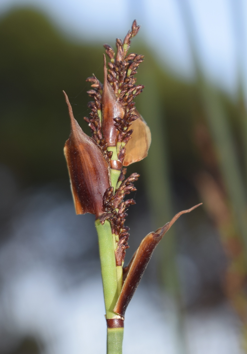 Изображение особи Elegia tectorum.