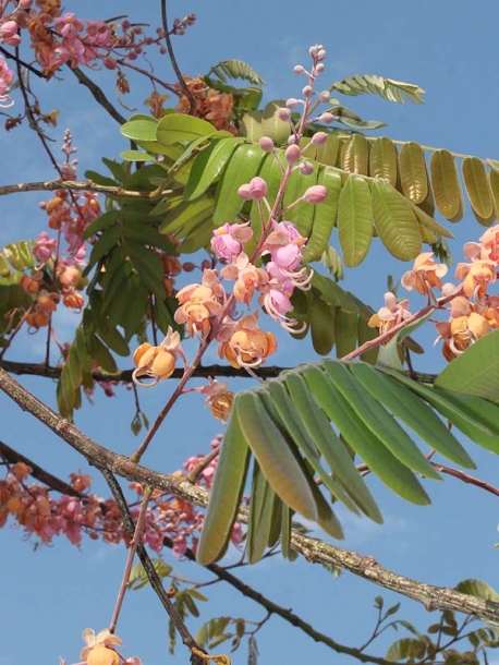 Изображение особи Cassia grandis.