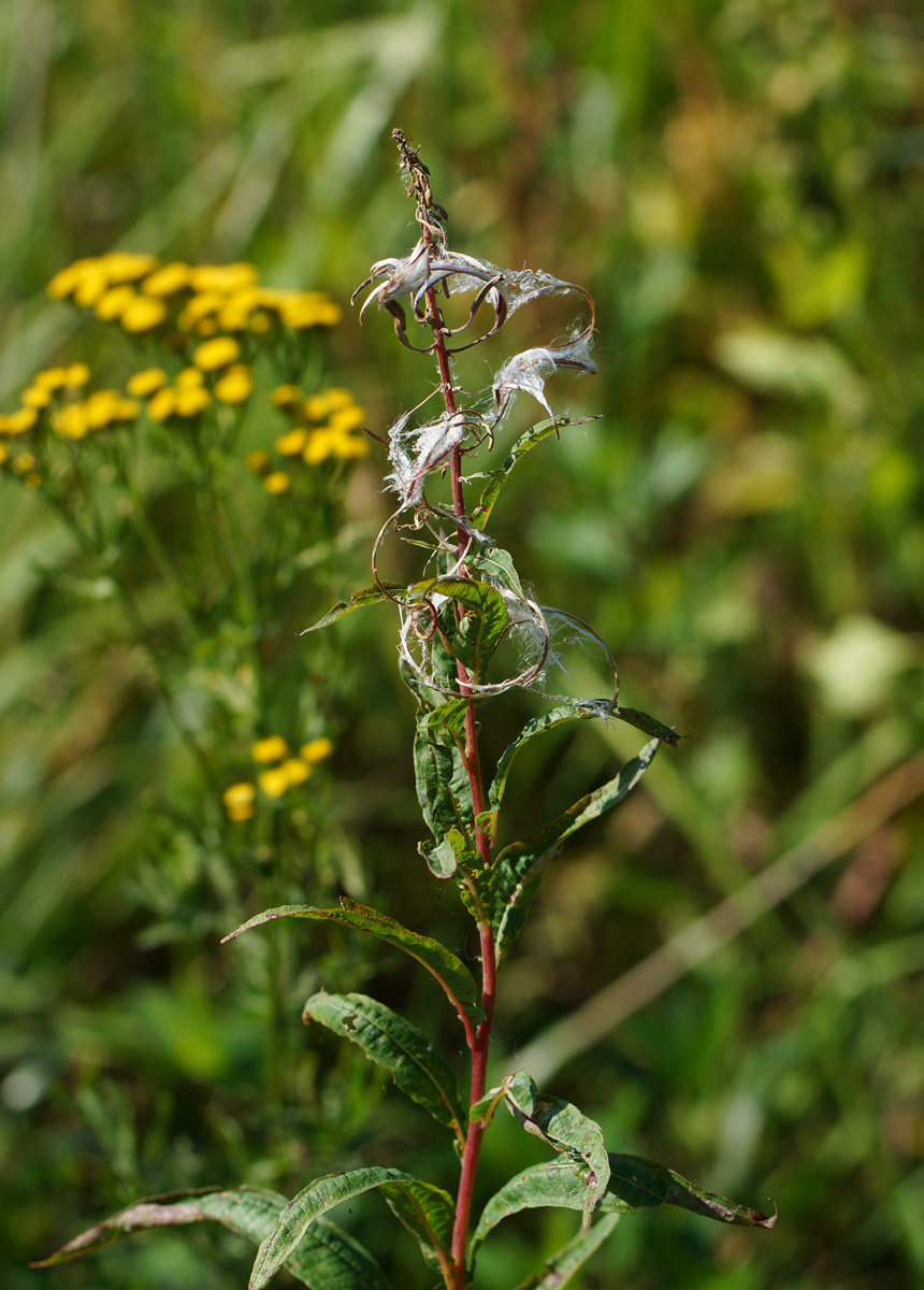 Image of Chamaenerion angustifolium specimen.