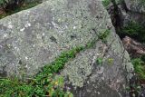 Vaccinium vitis-idaea. Растения в трещине скалы. Челябинская обл., Миасский гор. округ, Александровская сопка, ≈ 800 м н.у.м., скалистый склон. 23.07.2020.