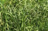 Falcaria vulgaris