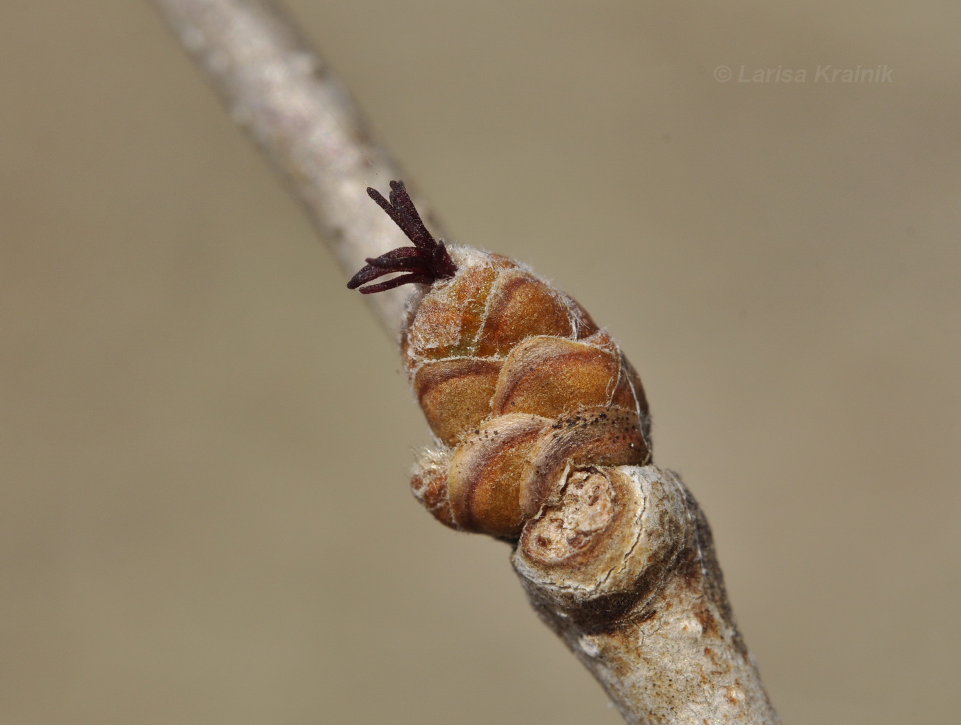 Image of Corylus heterophylla specimen.