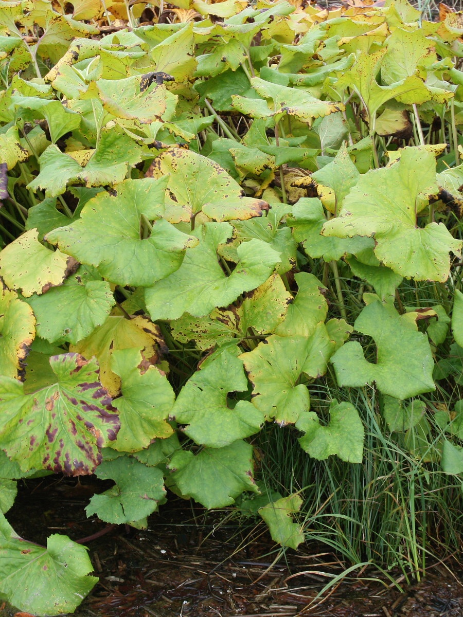 Image of Petasites radiatus specimen.