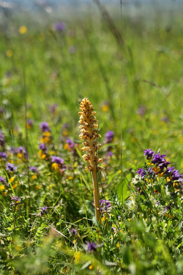 Изображение особи Orobanche bartlingii.