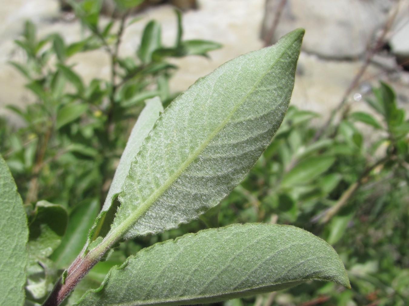 Image of Salix caprea specimen.