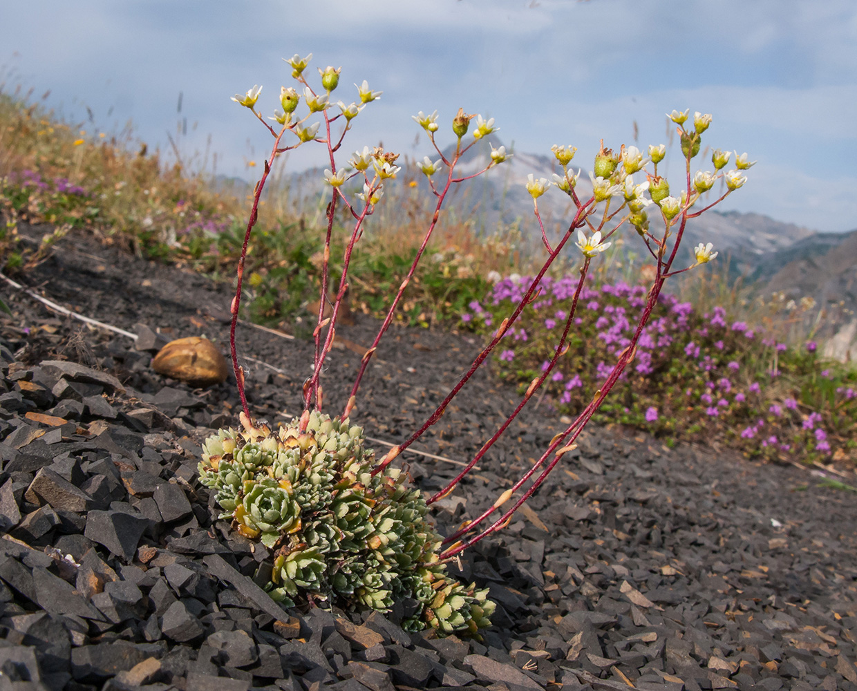 Изображение особи Saxifraga cartilaginea.