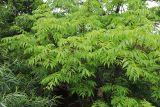 Fraxinus mandshurica