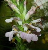 genus Acanthus. Часть соцветия. Донецк, бот. сад. 01.05.2019.