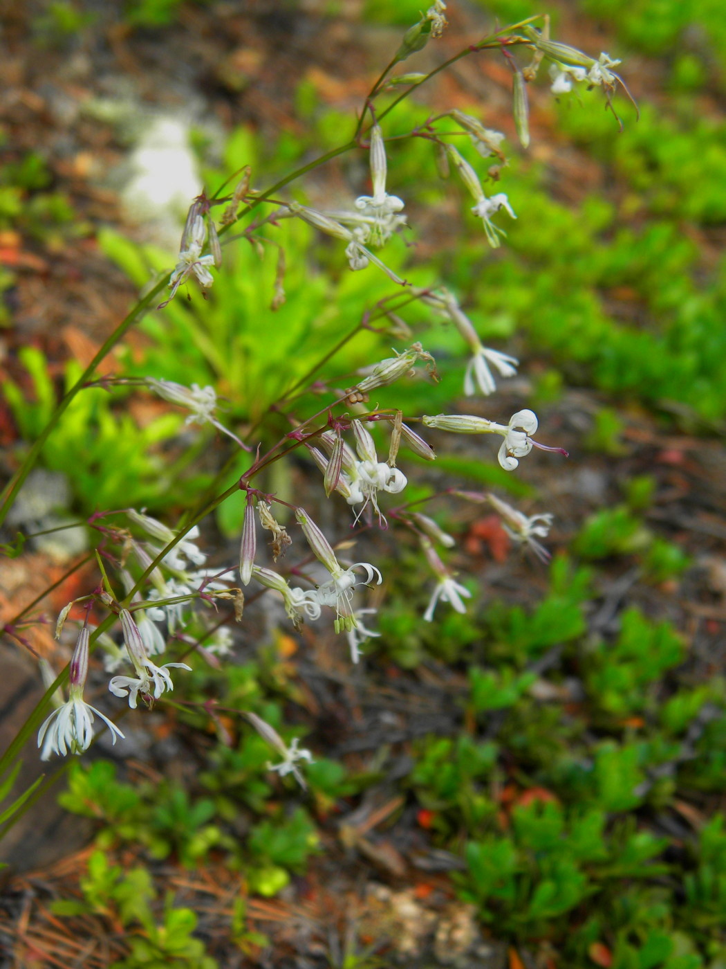 Image of Silene nutans specimen.