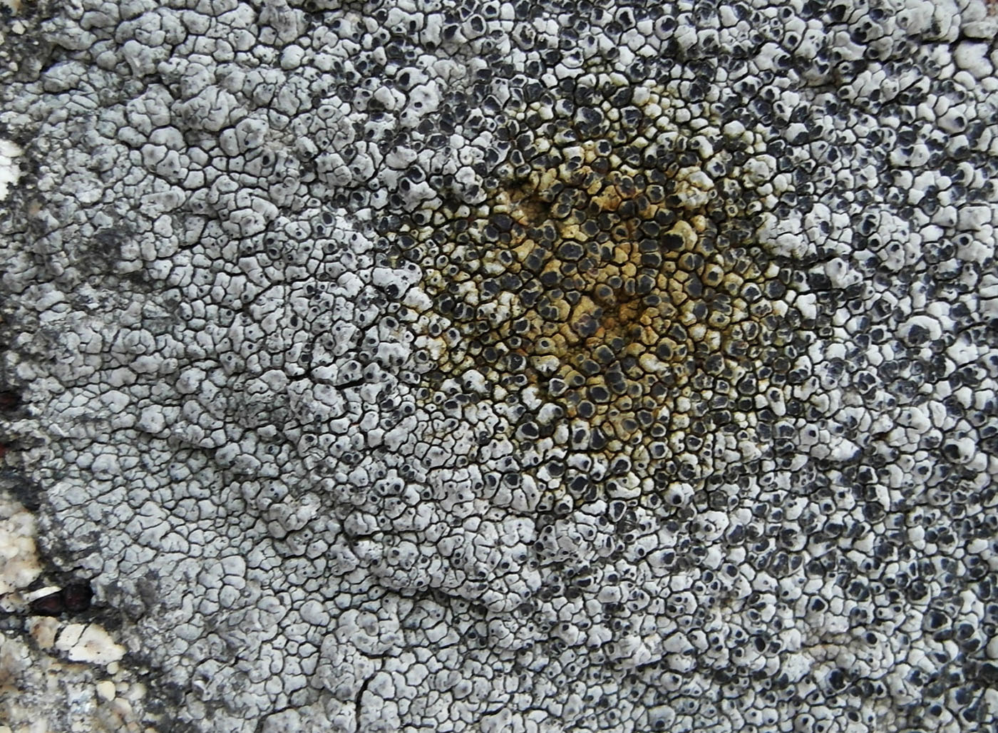 Image of Aspicilia cinerea specimen.