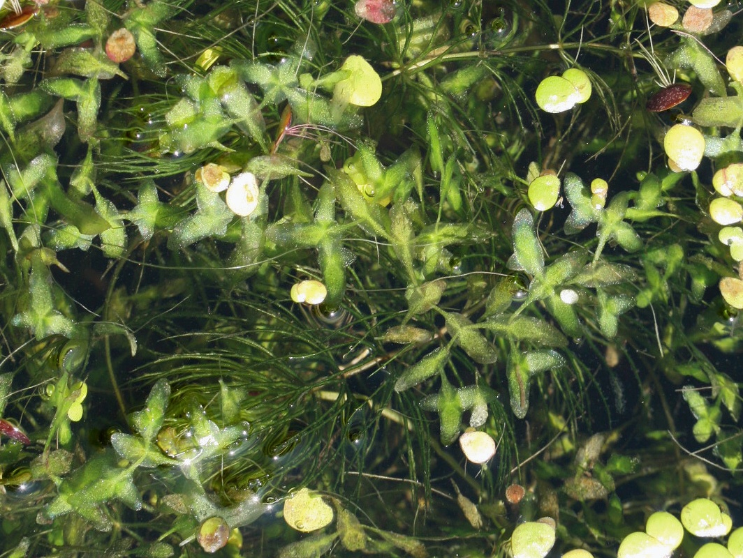 Image of Lemna trisulca specimen.