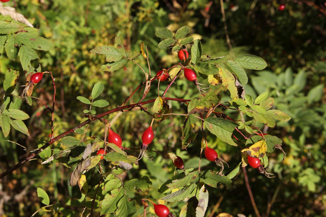 Изображение особи Rosa cinnamomea.