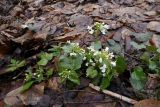 Pachyphragma macrophyllum