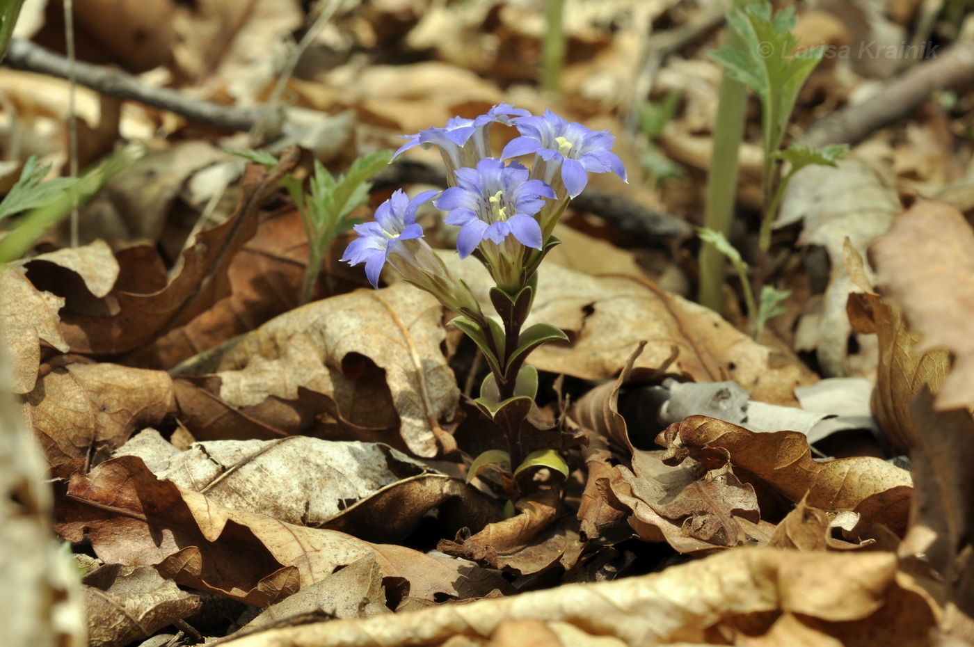 Image of Gentiana zollingeri specimen.