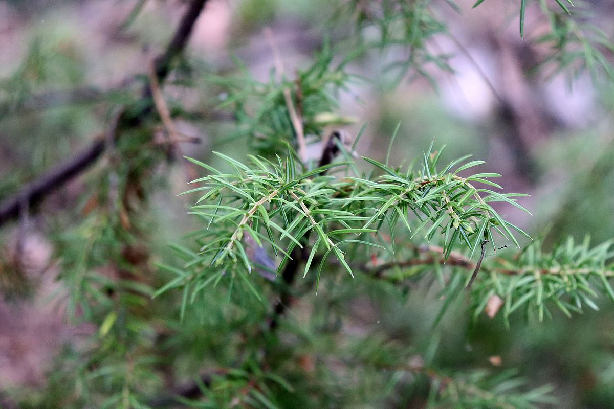 Изображение особи Juniperus communis.