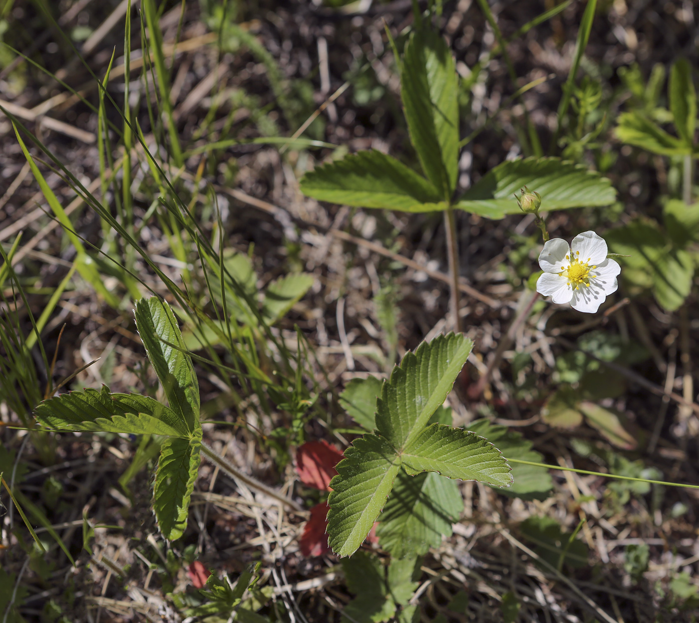 Изображение особи Fragaria viridis.