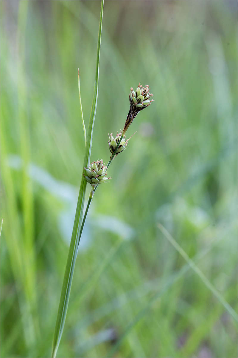 Изображение особи Carex adelostoma.