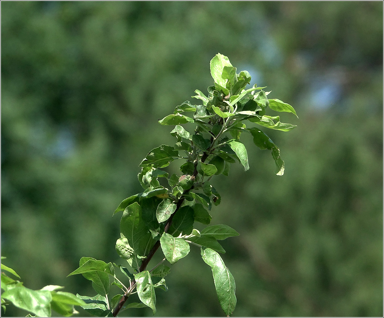 Изображение особи Malus domestica.