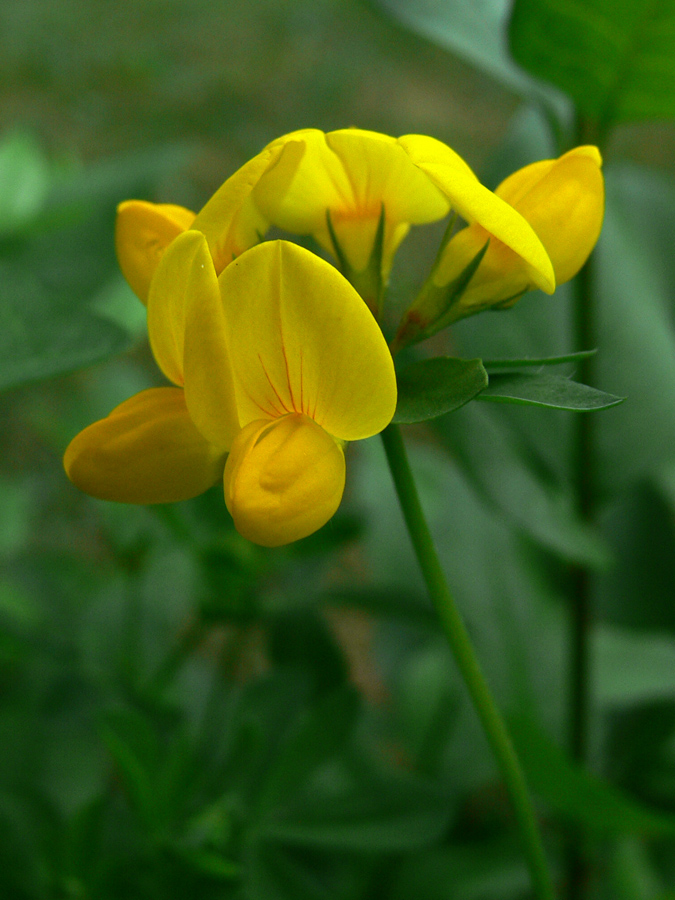 Image of genus Lotus specimen.