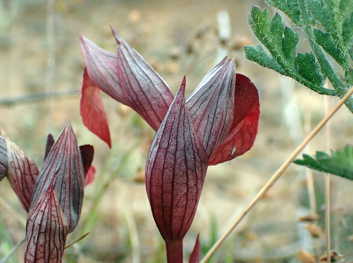 Image of Serapias cordigera specimen.