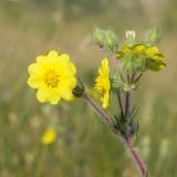 Potentilla taurica. Верхушка цветущего растения. Крым, Керченский п-ов, Ленинский р-н, окр с. Осовины, мыс Газан, степь на верхней террасе приморского склона, в расщелине известняковой глыбы. 28.05.2021.