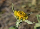 Inula britannica. Соцветие. Татарстан, г. Казань, Кремлёвская транспортная дамба, правый берег р. Казанка. 12.08.2021.