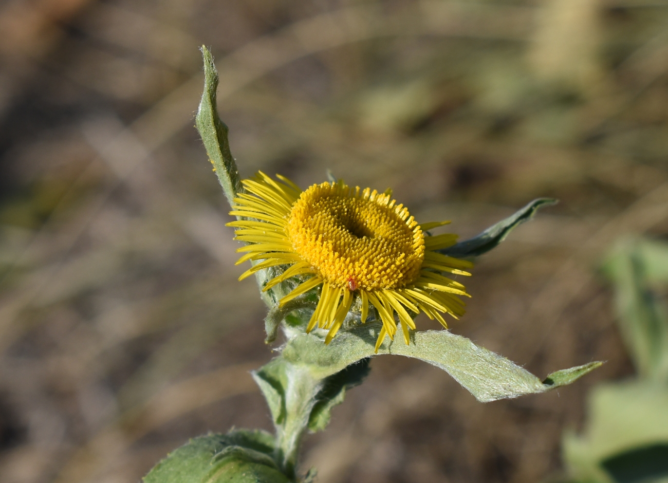 Изображение особи Inula britannica.