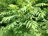 Juglans mandshurica