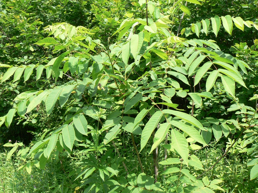 Image of Juglans mandshurica specimen.