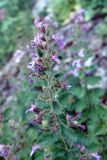 Teucrium chamaedrys. Верхушка побега с соцветием. Крым, склон горы Ю. Демерджи. 16.07.2021.