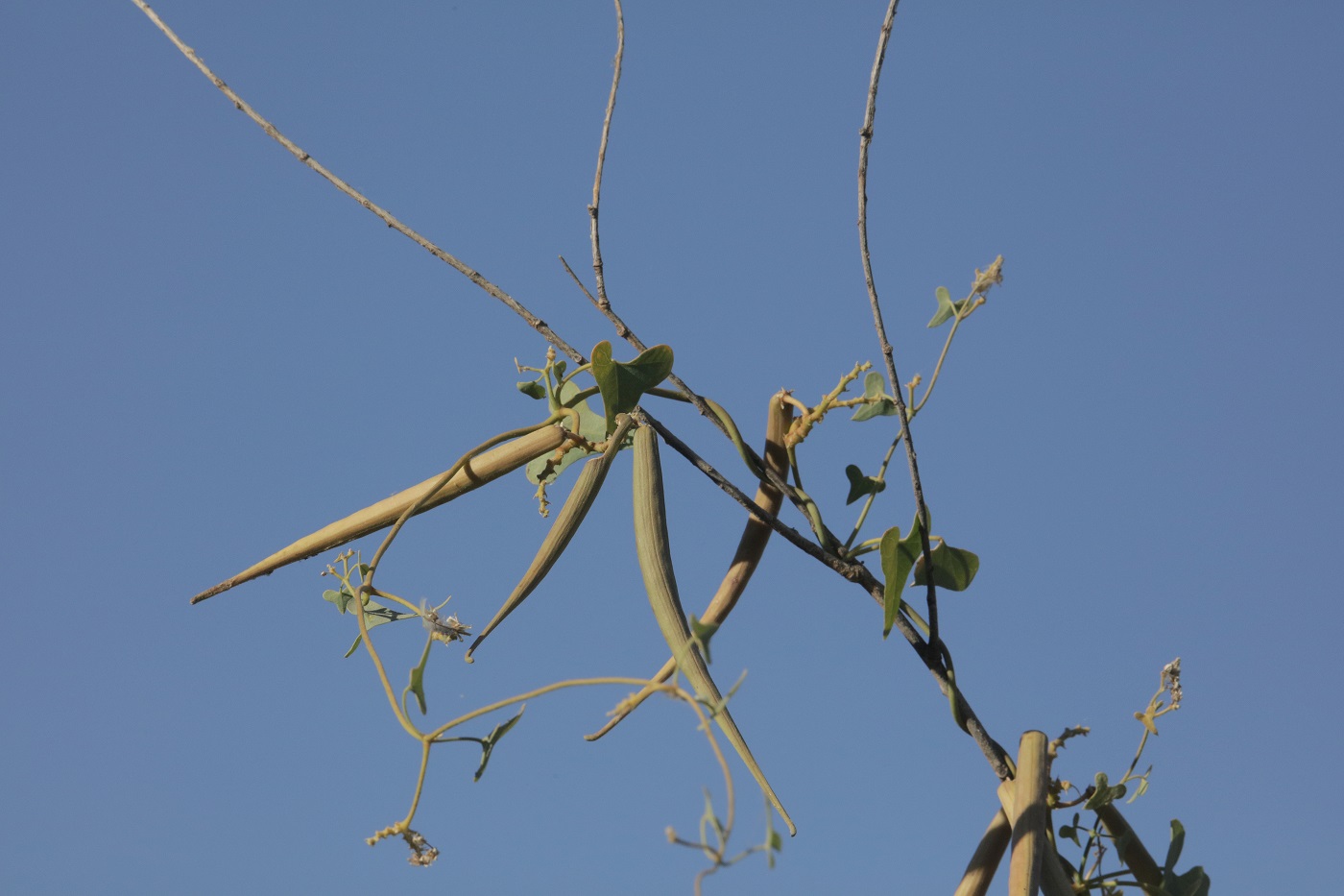 Image of Cynanchum sibiricum specimen.