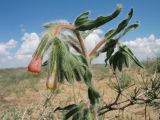 Onosma dichroantha. Верхушка веточки с цветущим и развивающимся (справа) соцветиями. Южный Казахстан, Жамбылская обл., окр. с. Акыртобе; южная часть песков Мойынкум, полузакреплённые пески. 12 мая 2021 г.