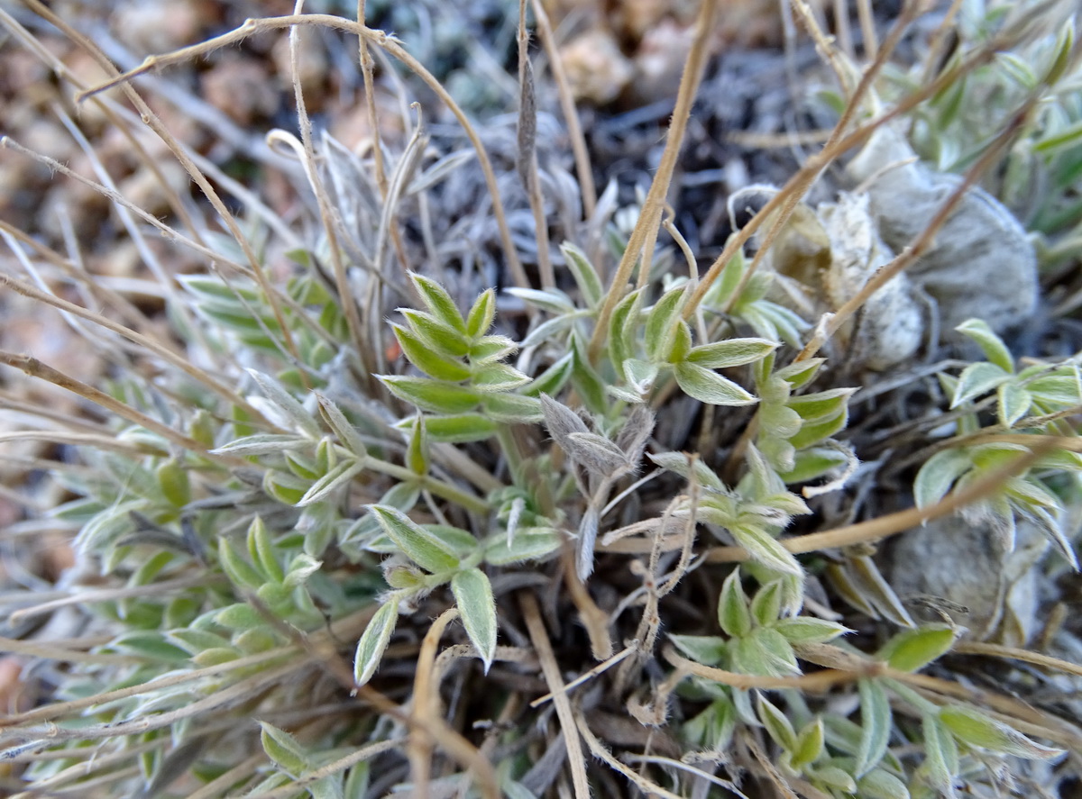 Image of Oxytropis tragacanthoides specimen.