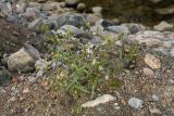 Senecio dubitabilis