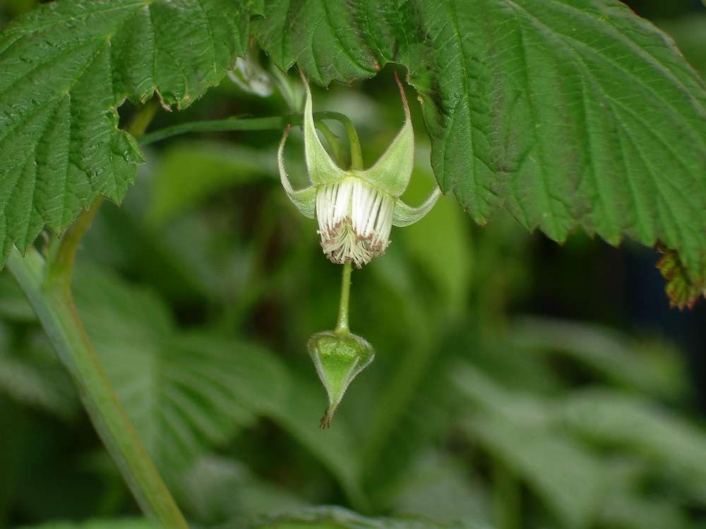 Image of Rubus idaeus specimen.